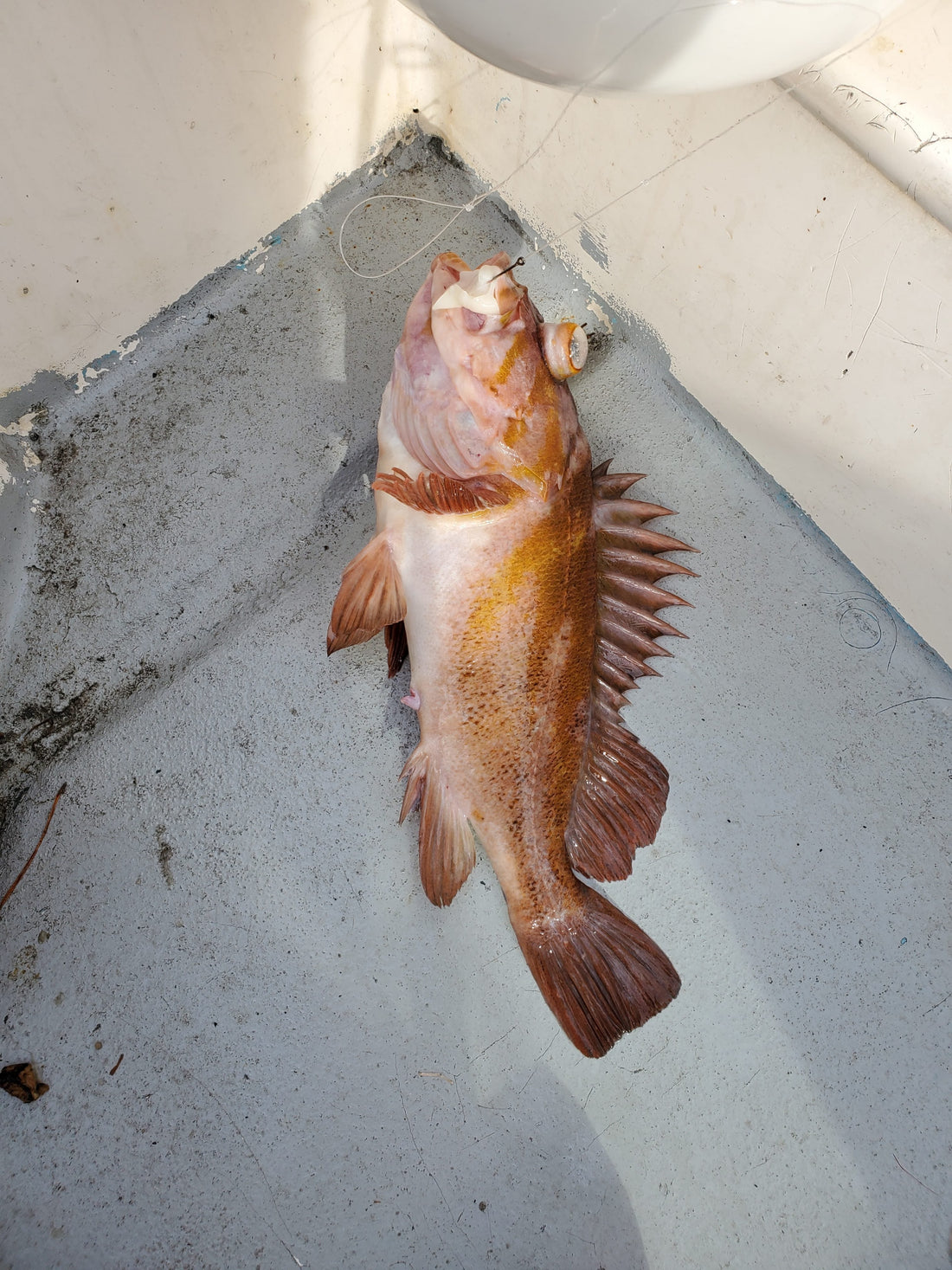 The Rockfish that started it all