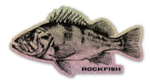 Small Rockfish